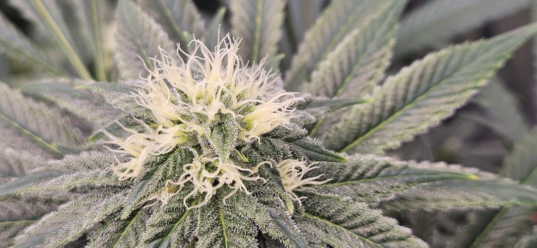Black Domina #2. Week 9
