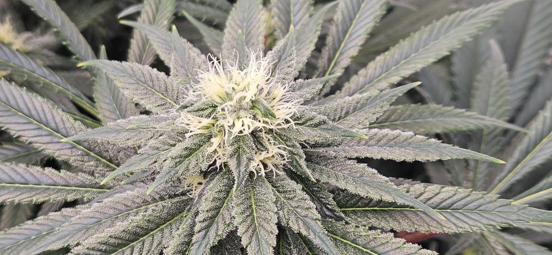 Black Domina #2. Week 9