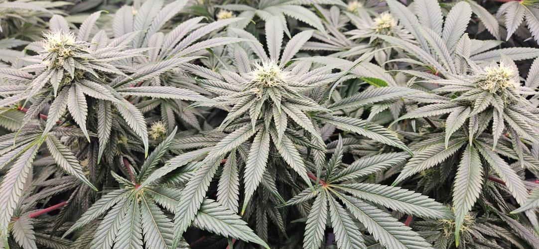 Black Domina #2. Week 9