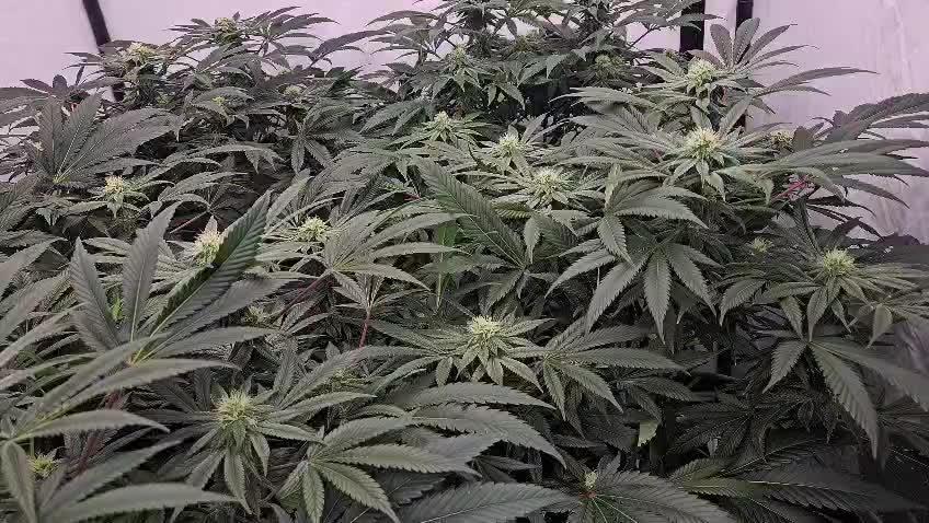 Black Domina #2