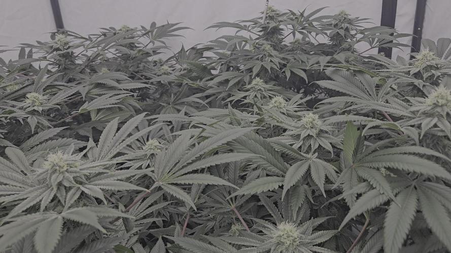 Black Domina #2