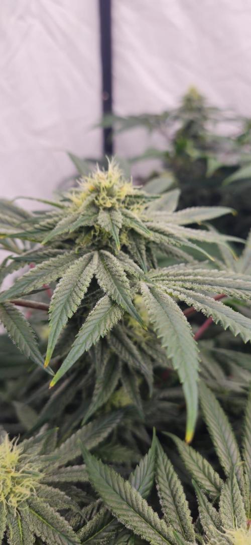 Black Domina #2. Week 10