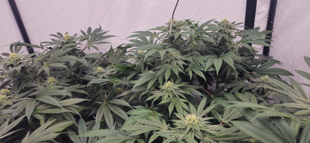 Black Domina #2. Week 10