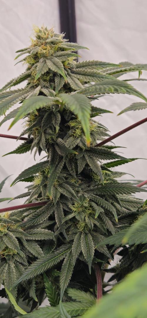 Black Domina #2. Week 11