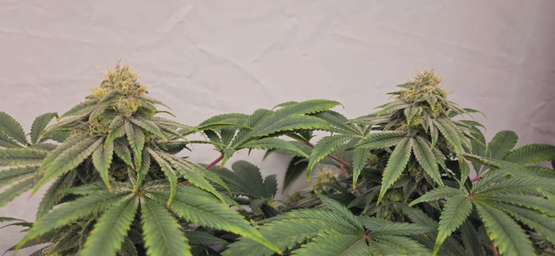 Black Domina #2. Week 11
