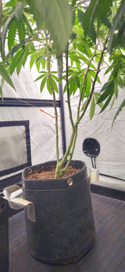 Black Domina #2. Week 11