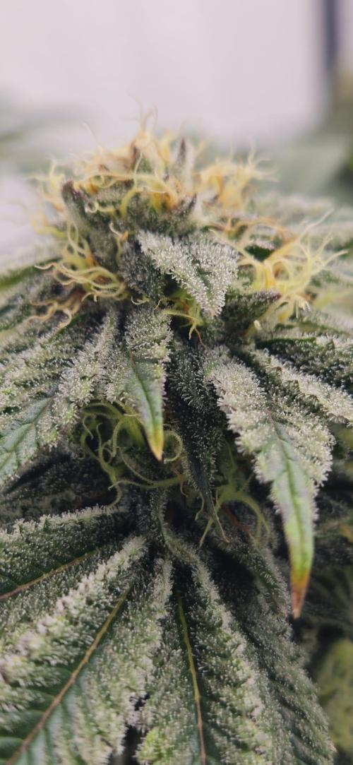 Black Domina #2. Week 11