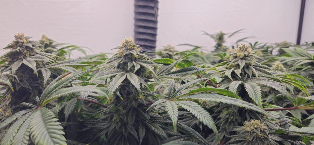 Black Domina #2. Week 11