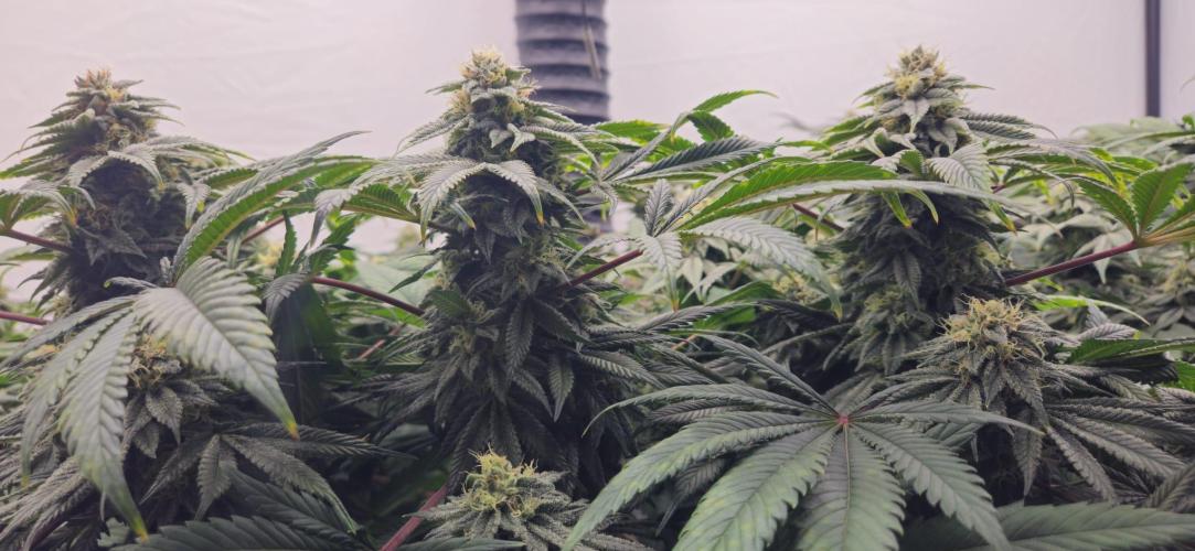Black Domina #2. Week 11