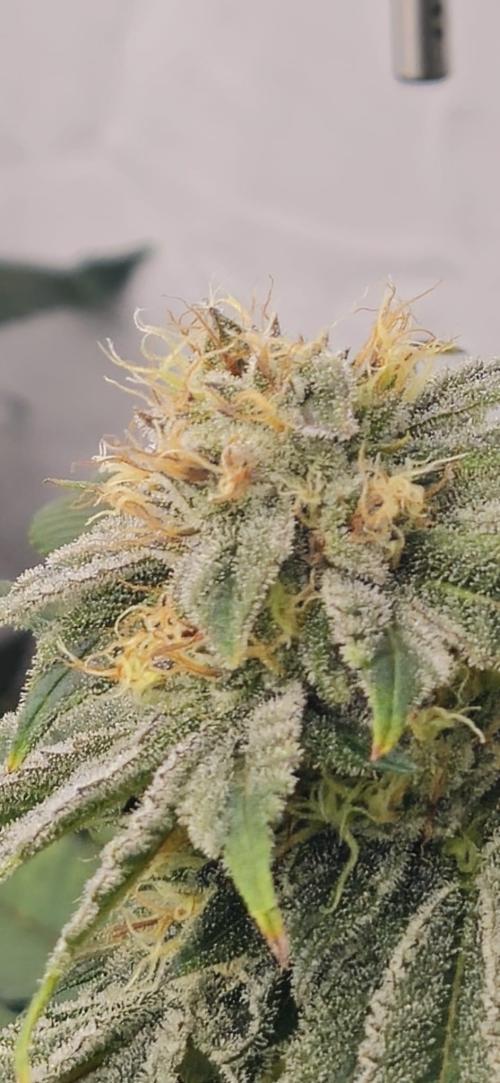 Black Domina #2. Week 11