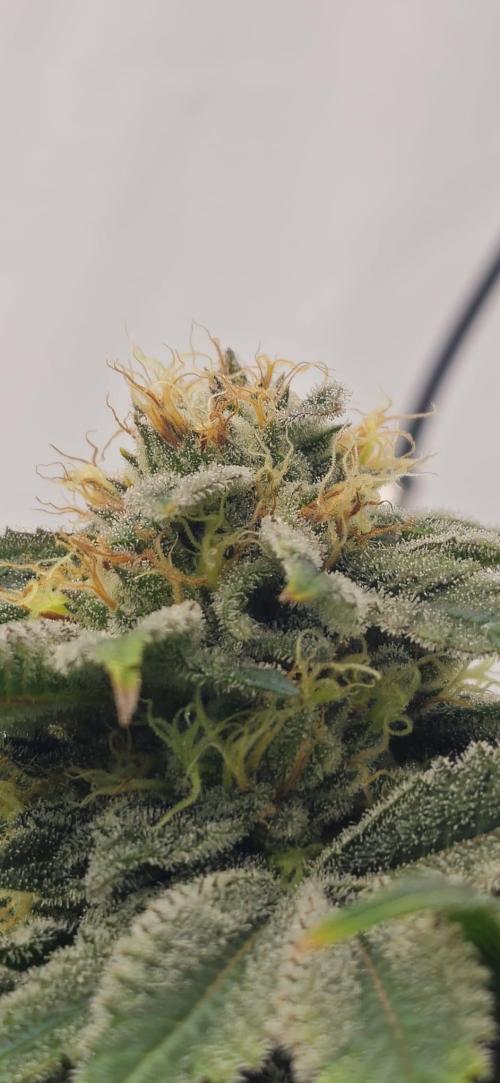Black Domina #2. Week 11
