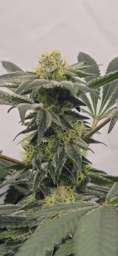 Black Domina #2. Week 11