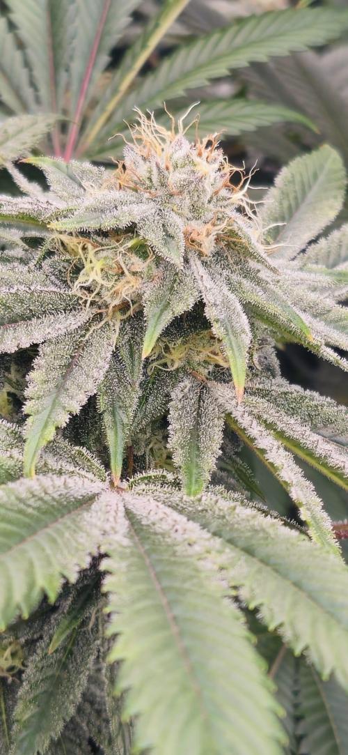 Black Domina #2. Week 11