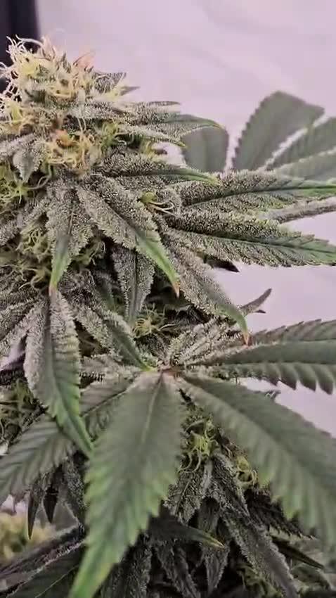 Black Domina #2