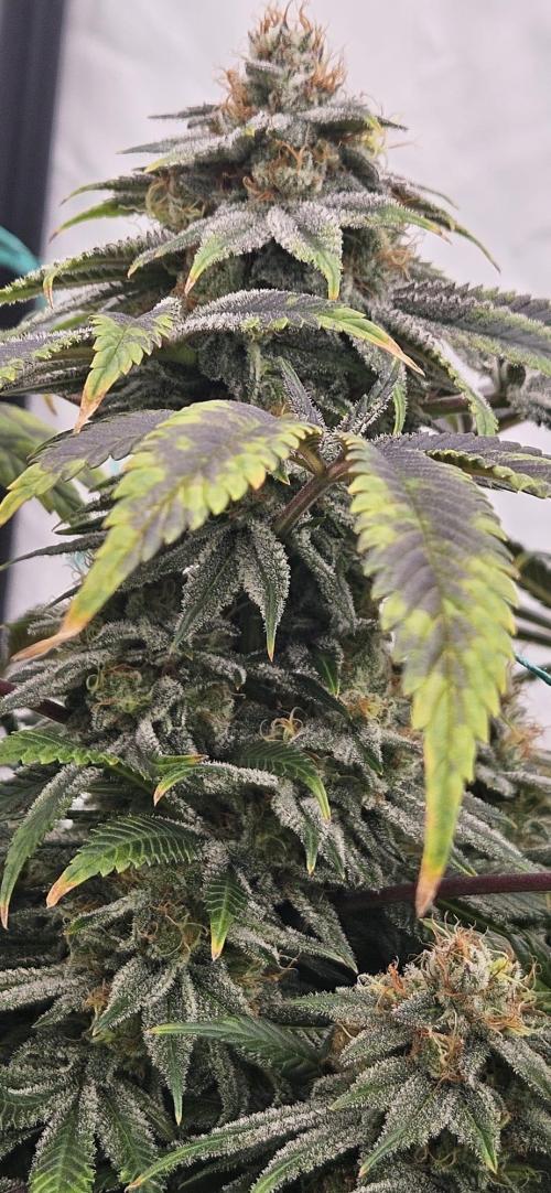 Black Domina #2. Week 12