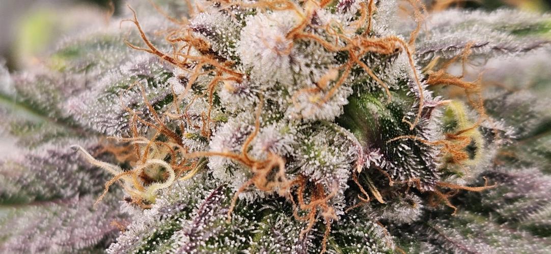 Black Domina #2. Week 12