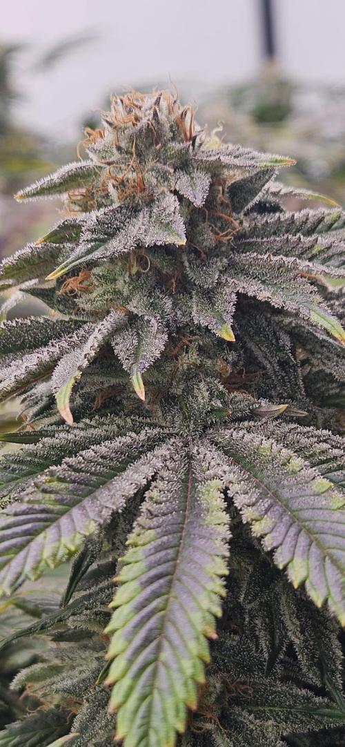 Black Domina #2. Week 12