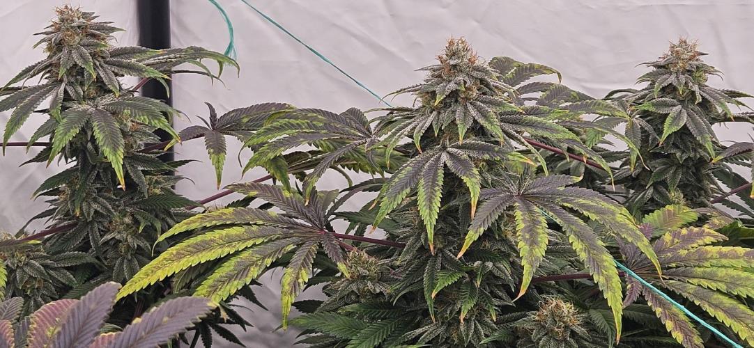 Black Domina #2. Week 12