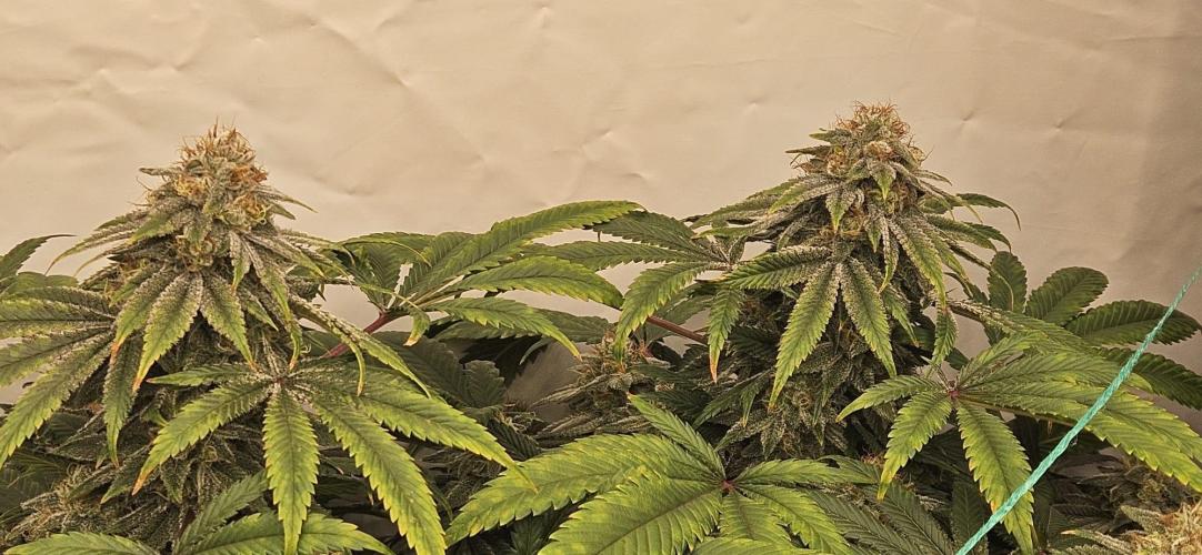 Black Domina #2. Week 12