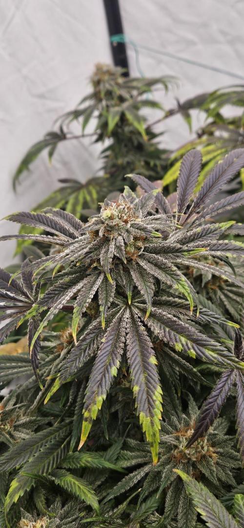 Black Domina #2. Week 12