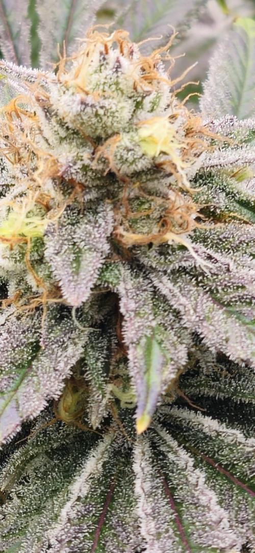 Black Domina #2. Week 12
