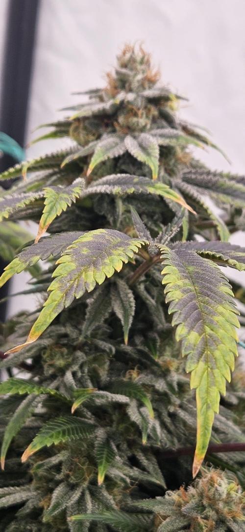 Black Domina #2. Week 12