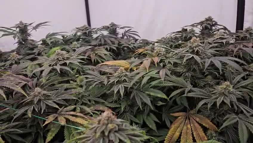 Black Domina #2