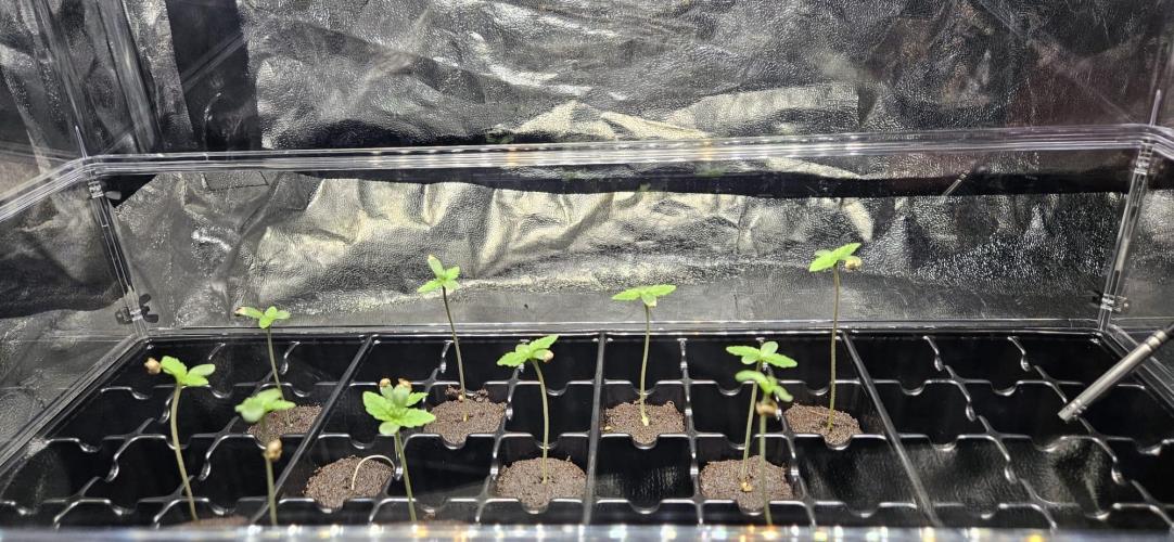 SkullRipper Industries. Week 1 - Day 3