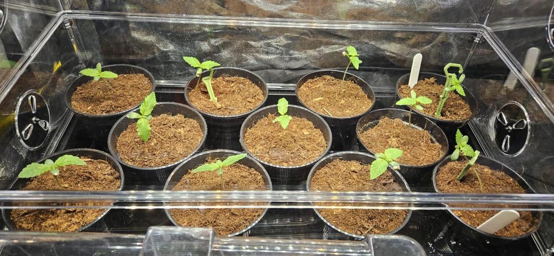 SkullRipper Industries. Week 1 - Day 5 