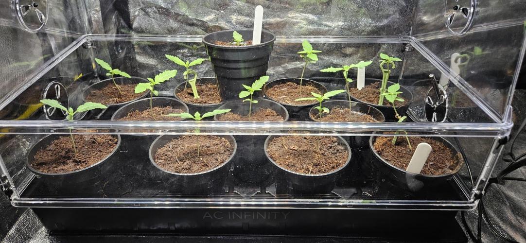 SkullRipper Industries. Week 1 - Day 6