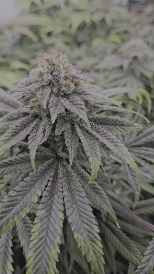 Black Domina #2