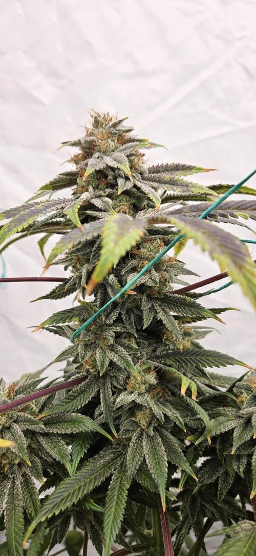 Black Domina #2. Week 13