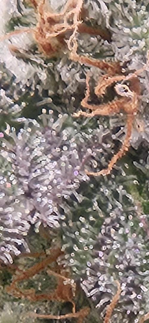 Black Domina #2. Week 13
