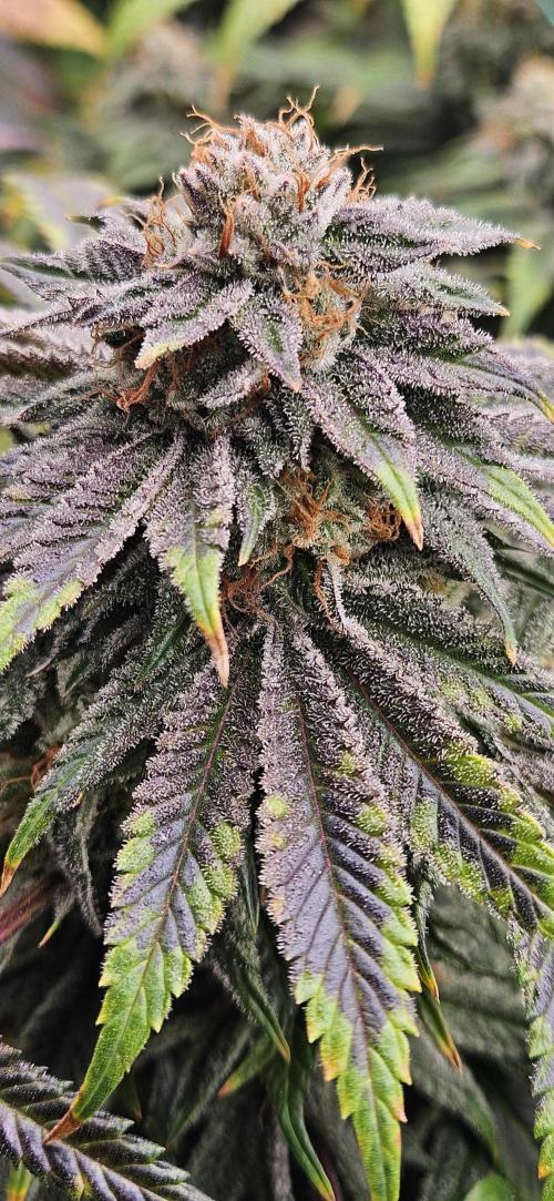 Black Domina #2. Week 13