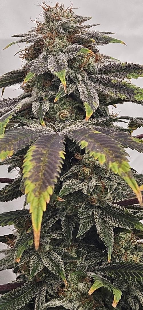 Black Domina #2. Week 13