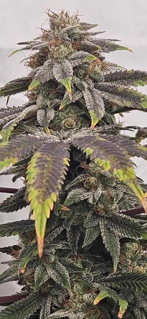 Black Domina #2. Week 13