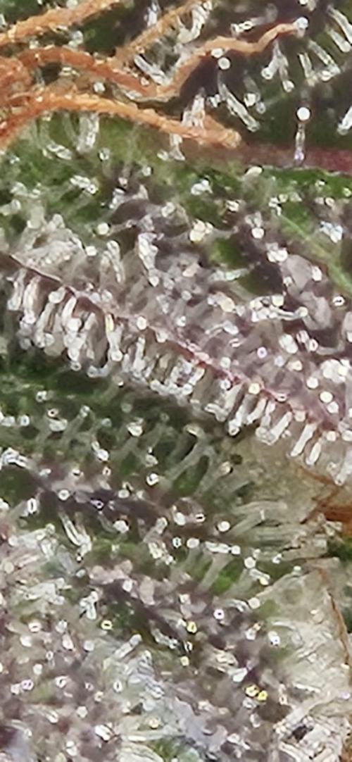 Black Domina #2. Week 13