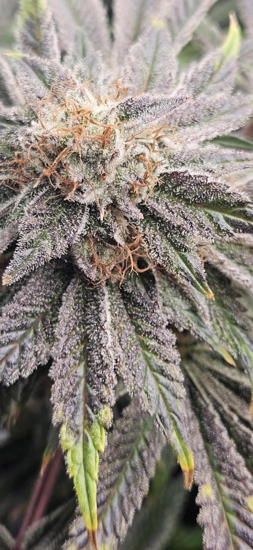 Black Domina #2. Week 14