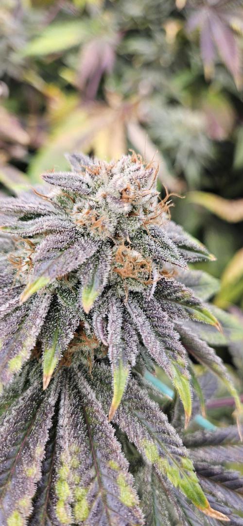 Black Domina #2. Week 14