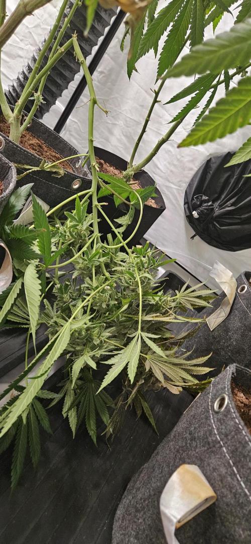 Black Domina #2. Week 14