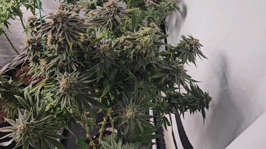 Black Domina #2