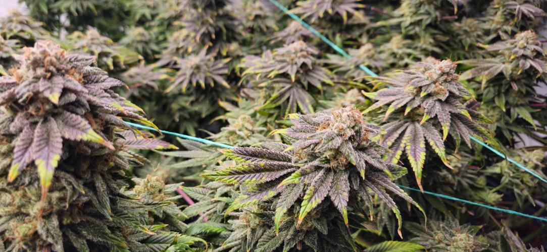 Black Domina #2. Week 14