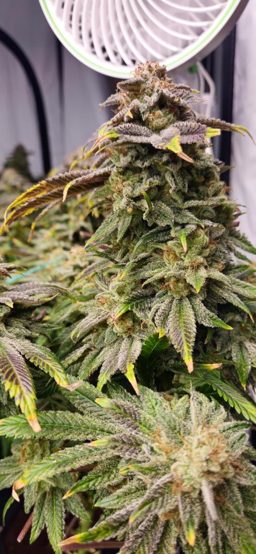 Black Domina #2. Week 14