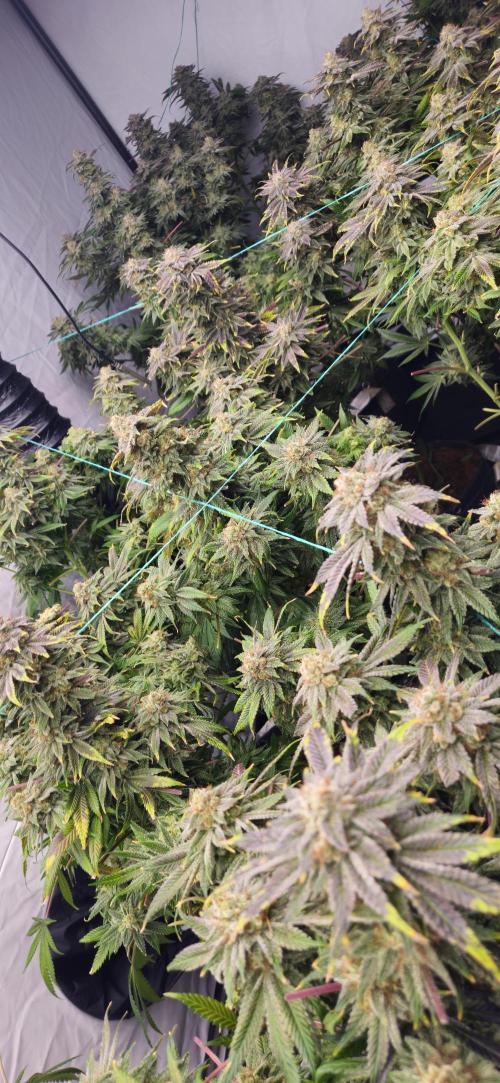 Black Domina #2. Week 14