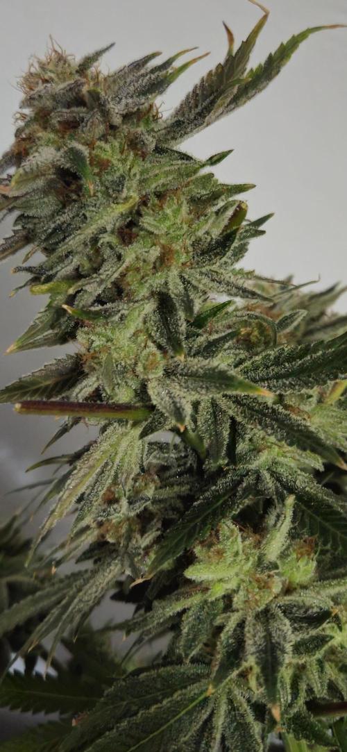 Black Domina #2. Week 14