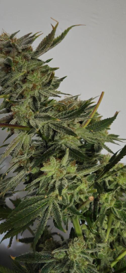 Black Domina #2. Week 14