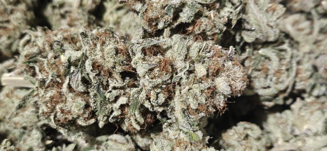 Black Domina #2. Week 15