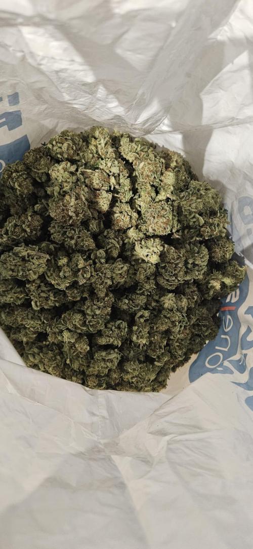 Black Domina #2. Week 15