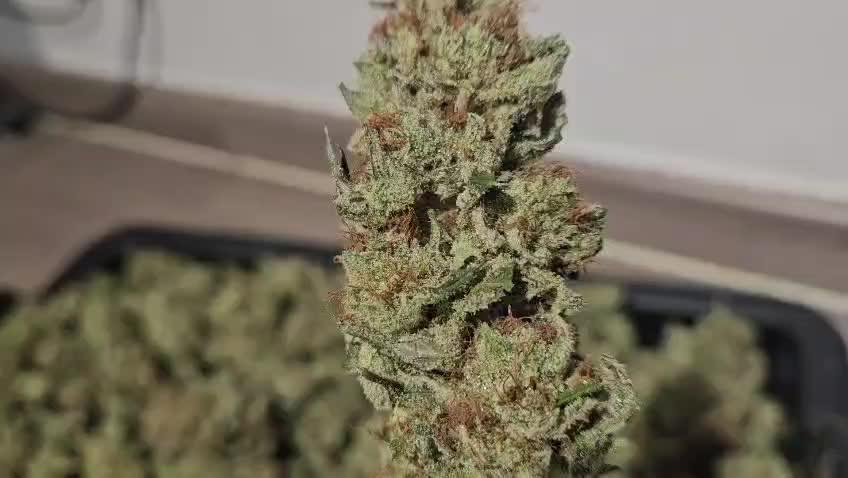 Black Domina #2