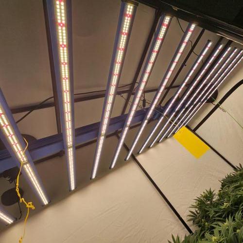 Black Domina. Week 4 - 660w Daylight Pro x2